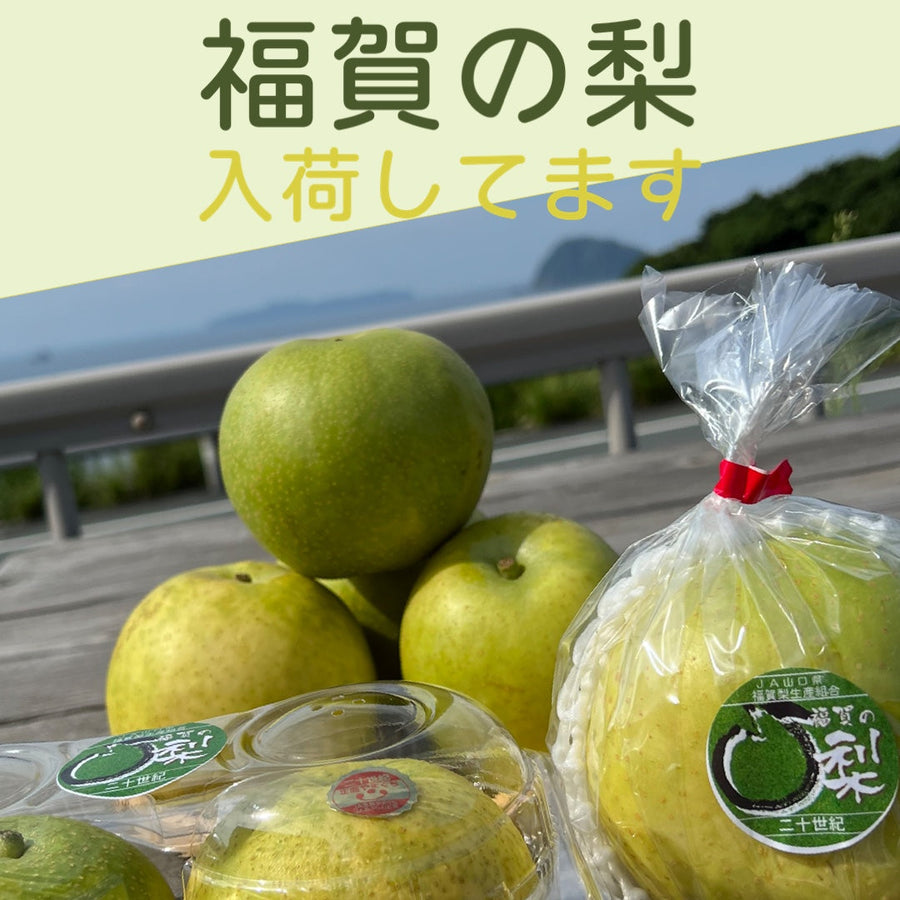 萩・さんさん三見に入荷した福賀の二十世紀梨