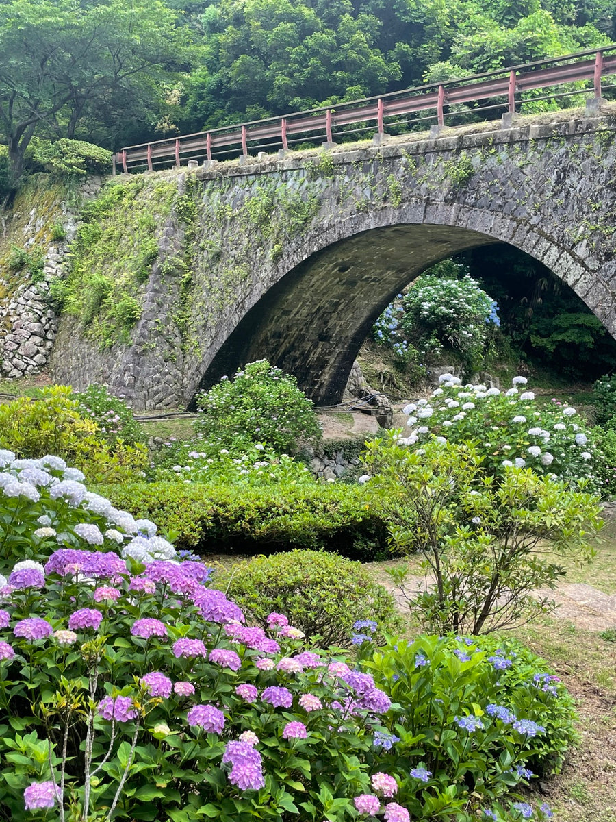 あじさいに囲まれた三見橋（眼鏡橋）